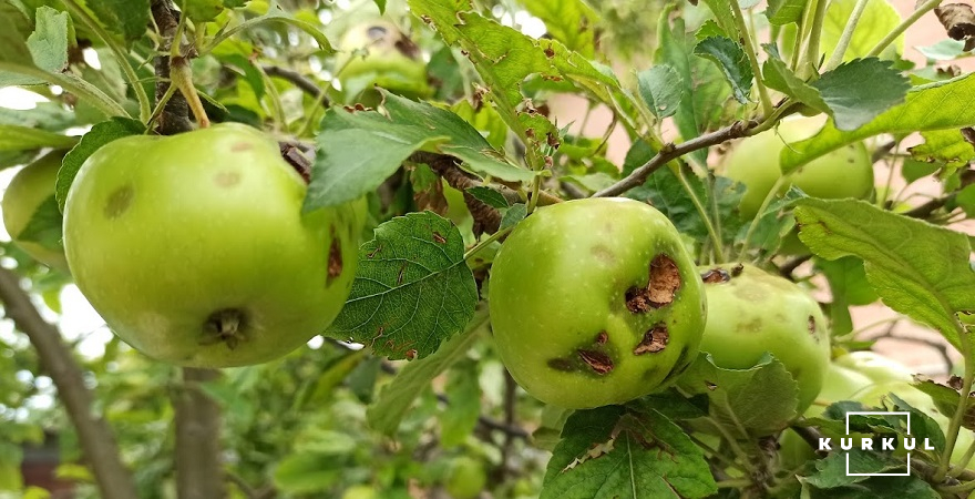 Пошкодження яблук градом